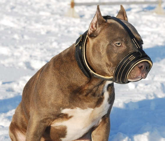 Royal Nappa Leather Dog Muzzle - product code : M88 - Klik op Afbeelding om te sluiten